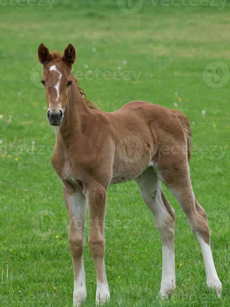 horses on a meadow in germany photo