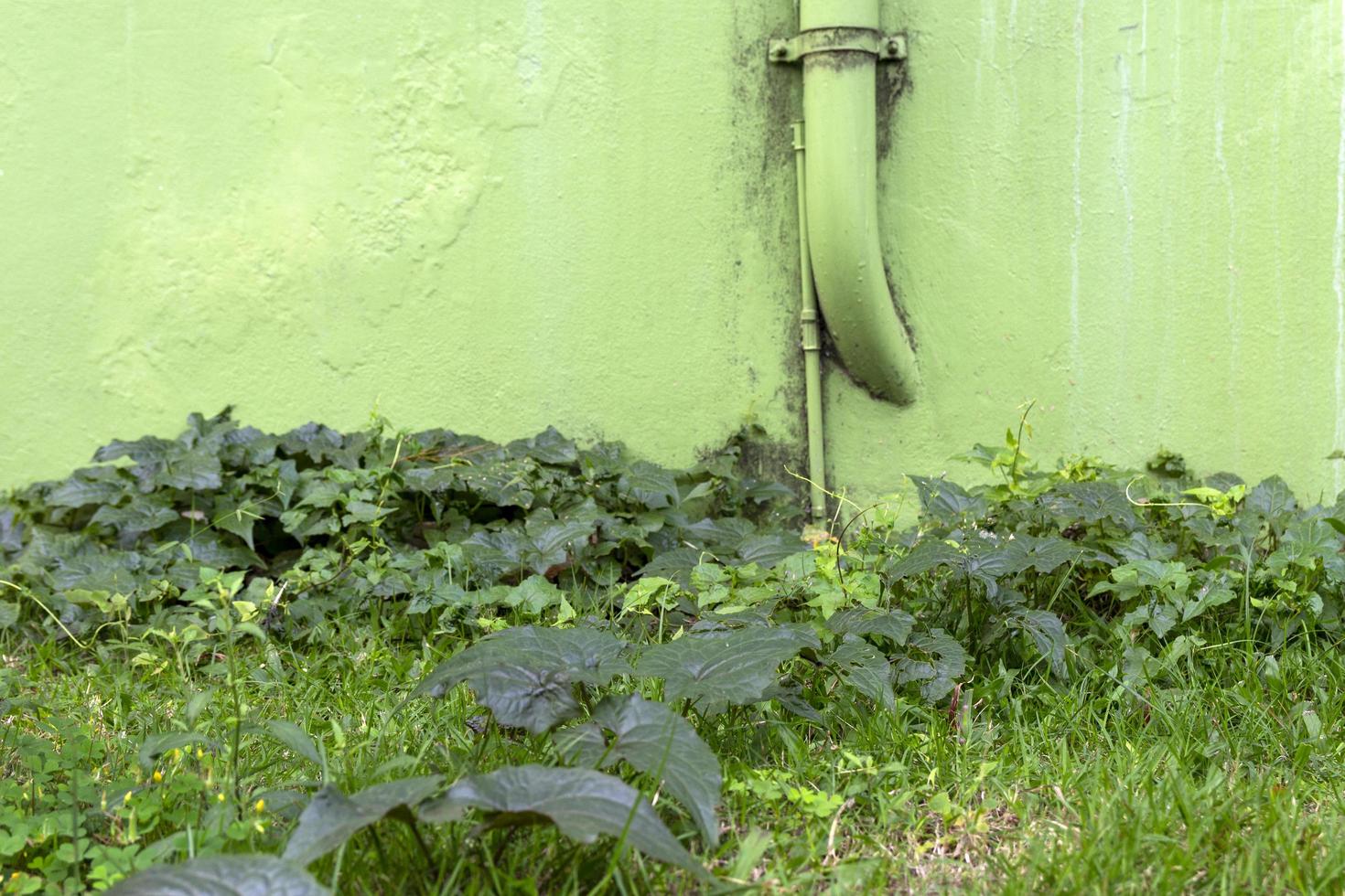 Bushes on the grass against the wall with the same green color. photo