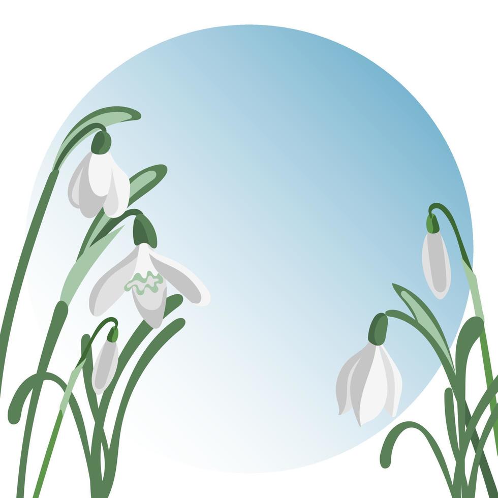 Vector template of greeting card with blooming snowdrop flowers on gradient background