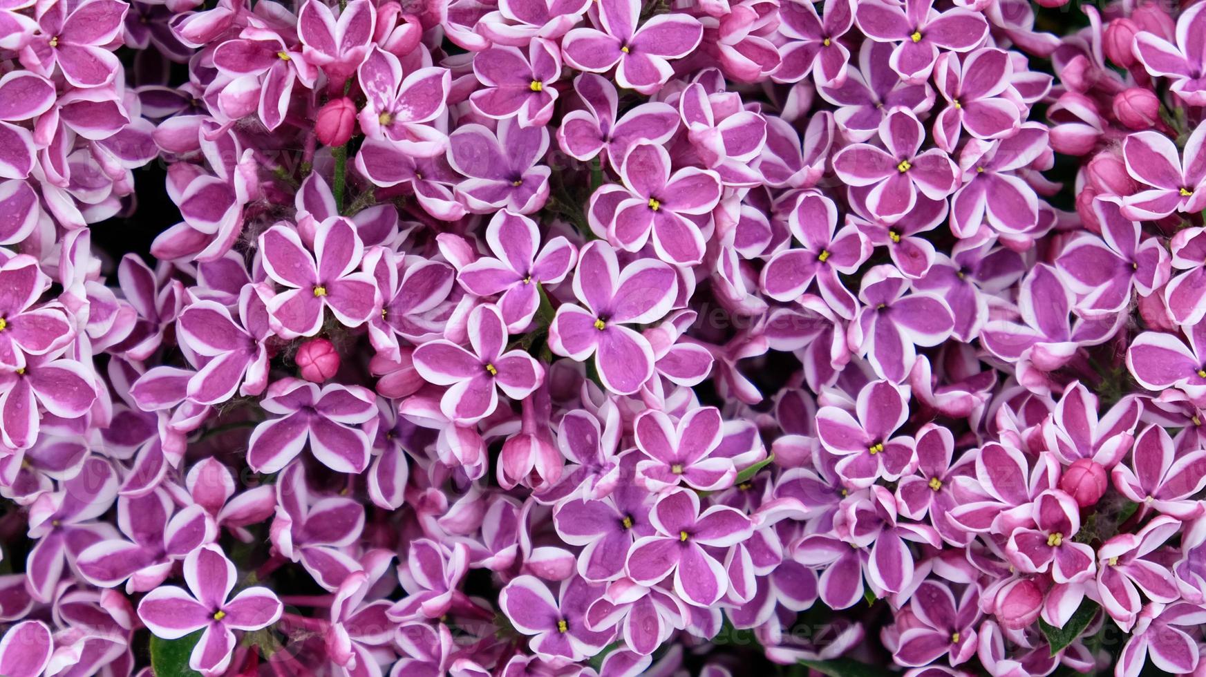 Beautiful blooming varietal selection two-tone lilac - Syringa vulgaris Sensation. Macro image of spring lilac violet flowers, abstract soft floral background for text on a greeting card. Top view. photo