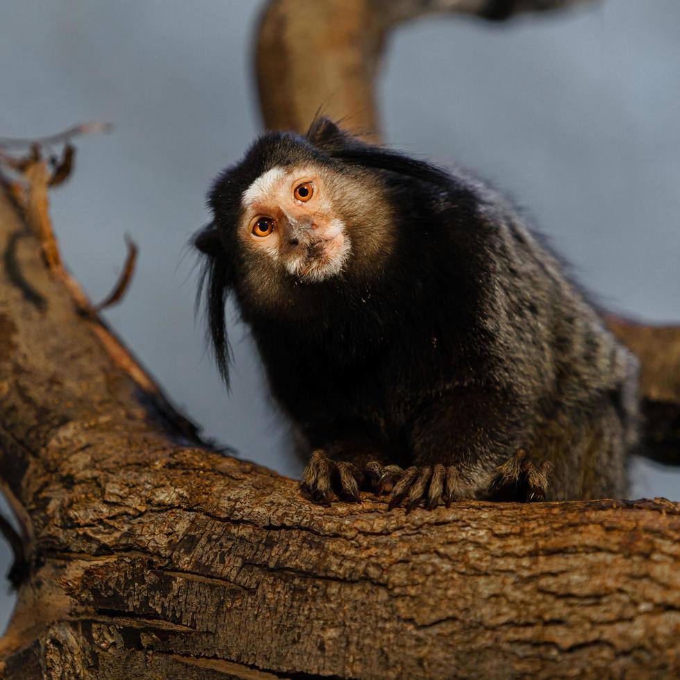 Black tufted marmoset photo