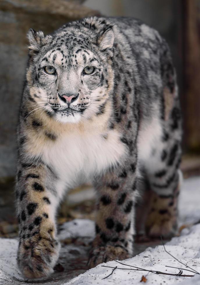 leopardo de las nieves en el zoológico foto