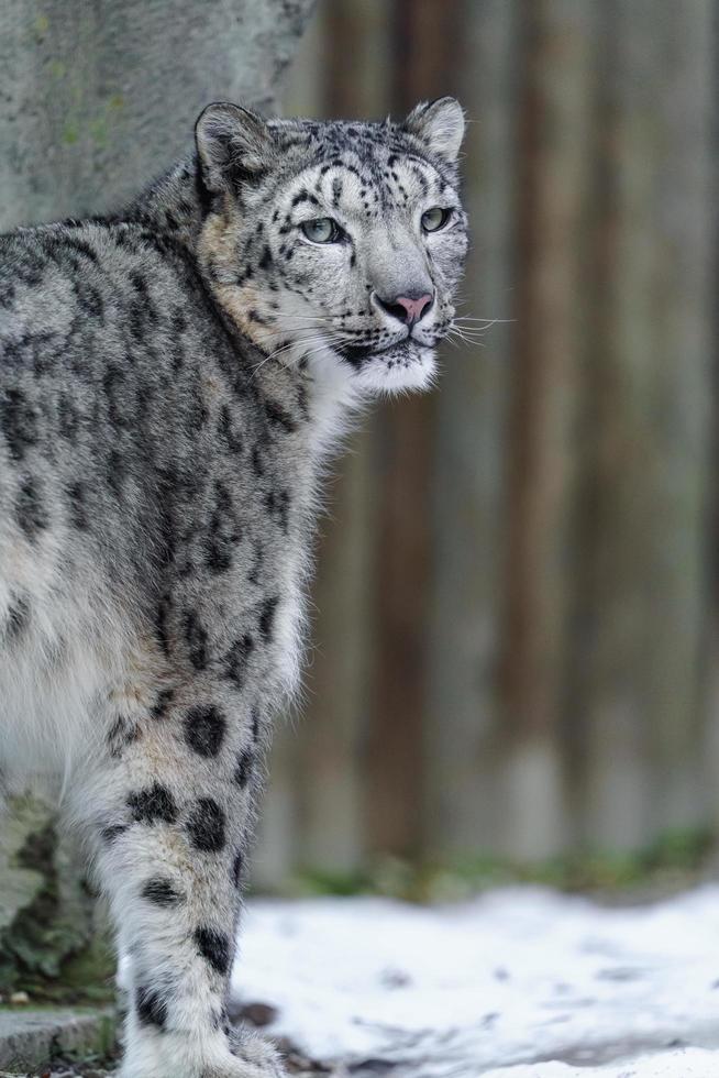 Snow leopard in zoo photo