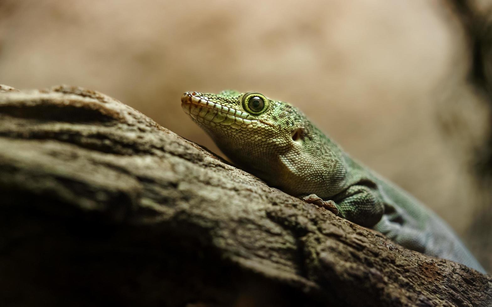 gecko del día de pie foto