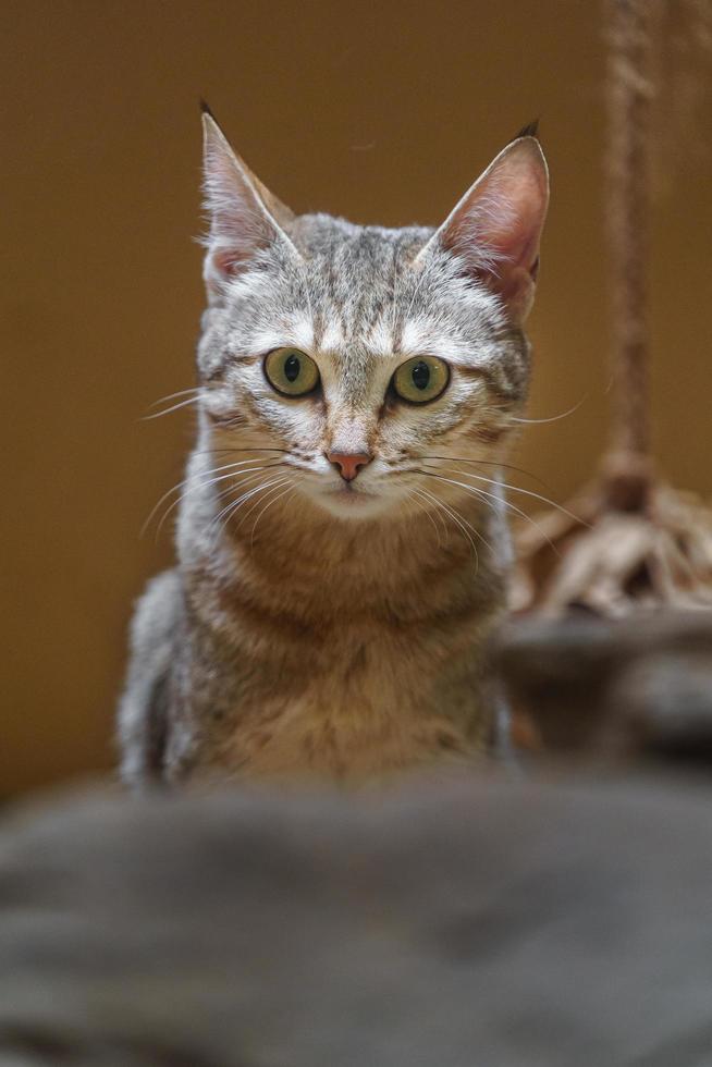 Arabian wild cat photo