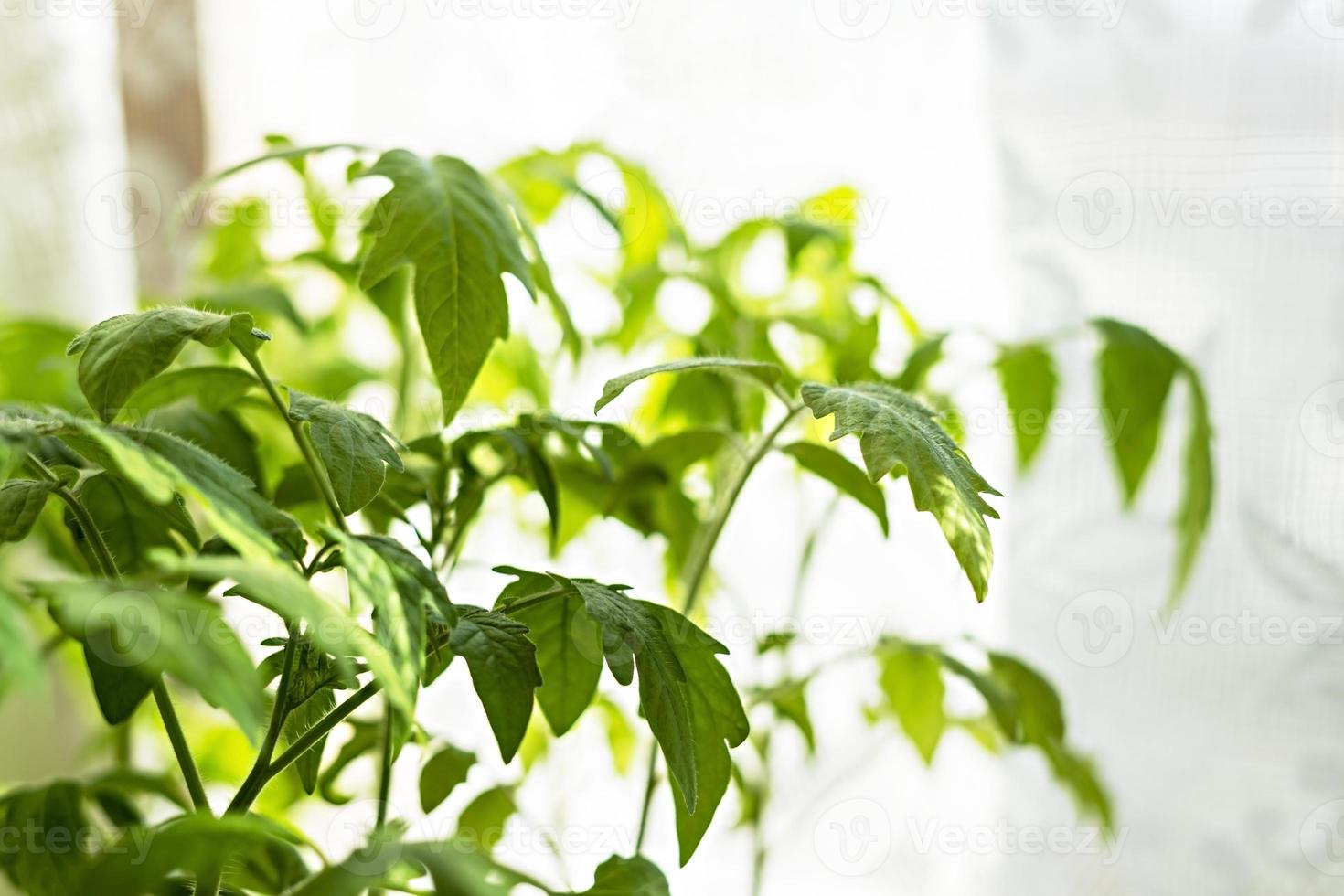 Seedlings of tomatoes on window, growth and development of plants, growing vegetables, eco organic gardening, sprouts, copy space photo