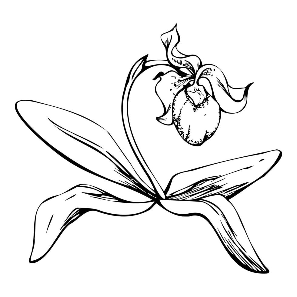 flores de orquídeas de tinta vectorial dibujadas a mano, tallos, hojas, monocromo, esquema detallado. composición con ramas. aislado sobre fondo blanco. diseño para arte mural, boda, impresión, tatuaje, portada, tarjeta. vector