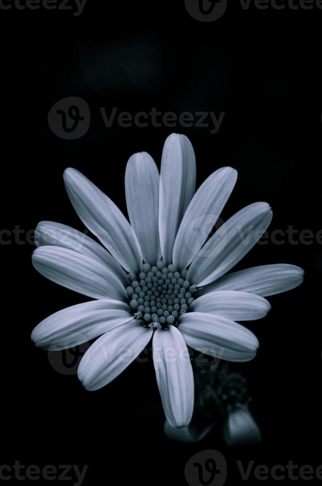 Black and white Flower Photograph centred photo