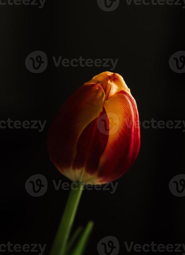 Single Tulip Flower Photograph photo