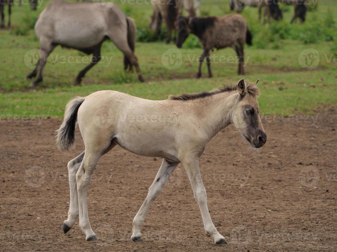 wild german horses photo