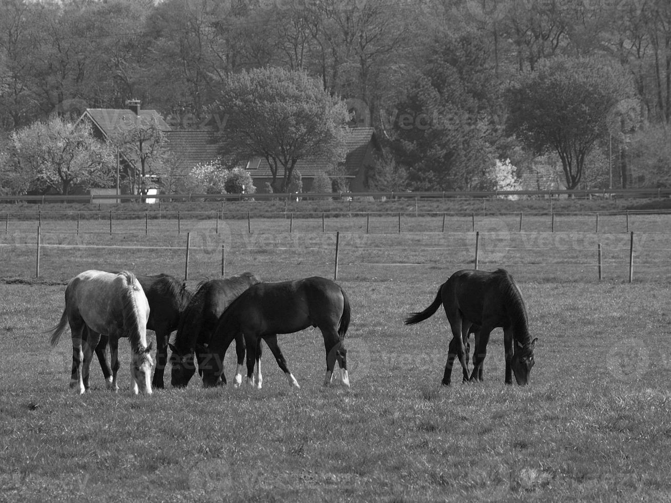 horses on a german meadow photo