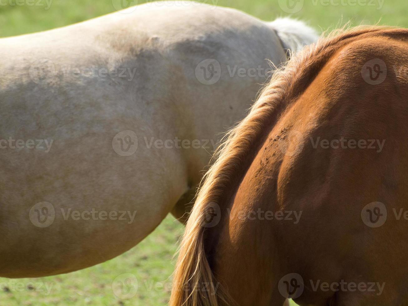 horses on a german meadow photo