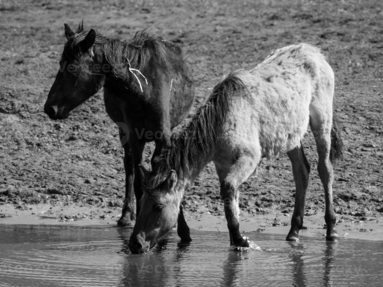 horses on a german meadow photo