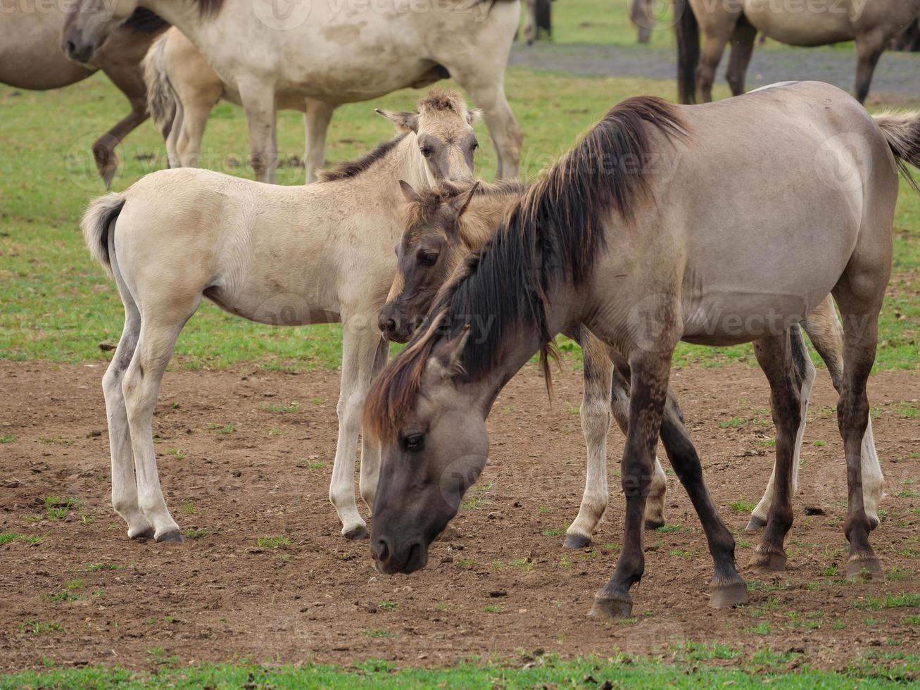 horses and foals in germany photo