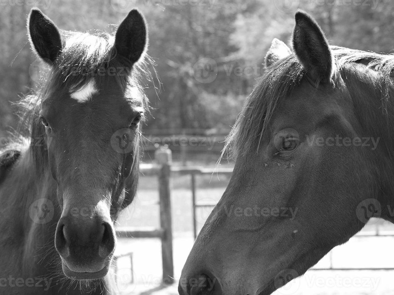 horses on a german meadow photo