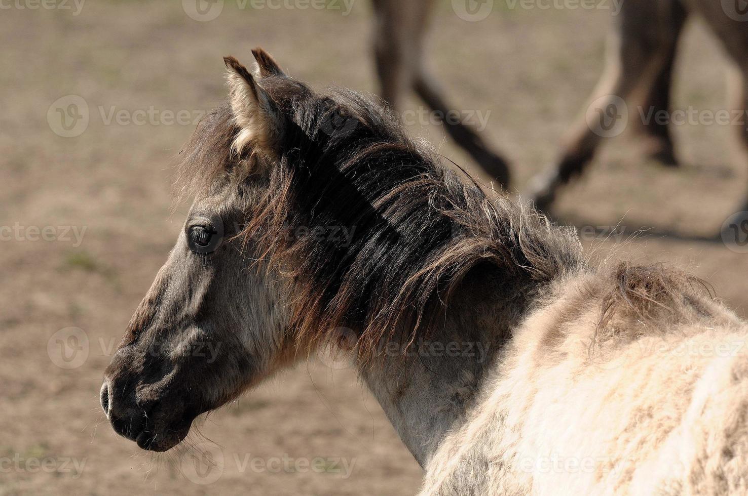 wild german horses photo