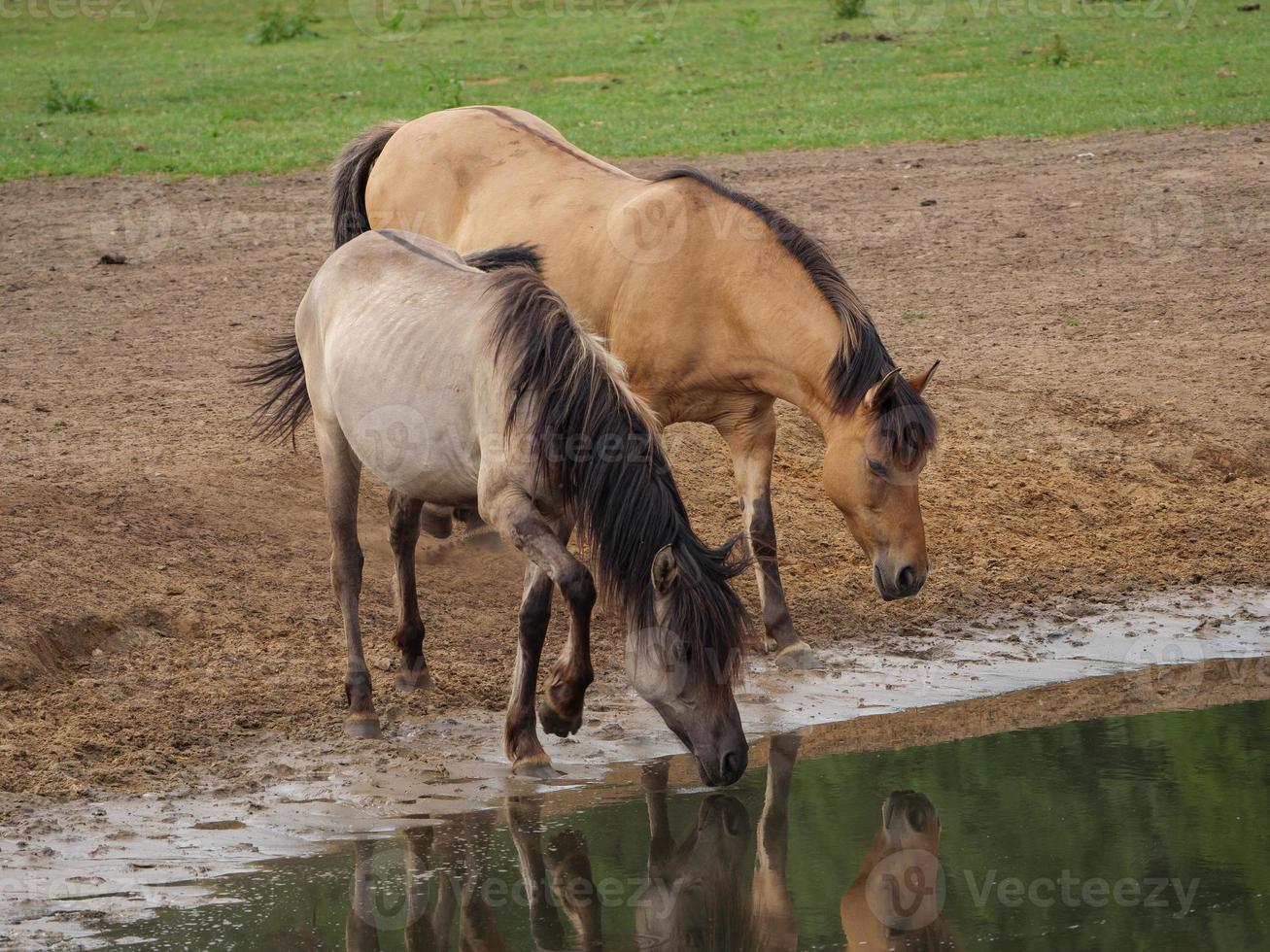 wild german horses photo