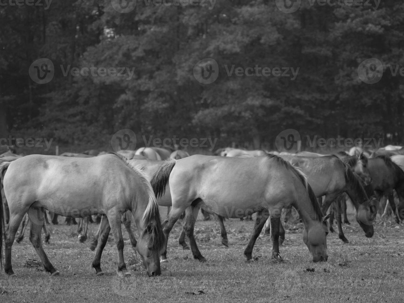 salvaje caballos en un prado foto