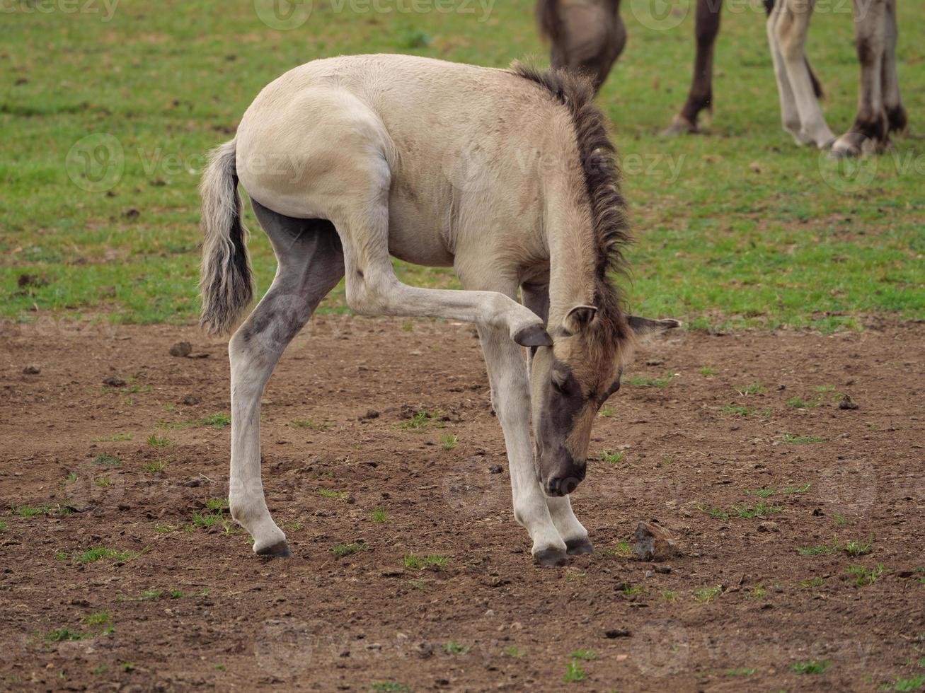 horses and foals in germany photo