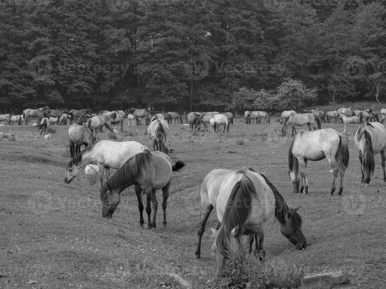 salvaje caballos en un prado foto