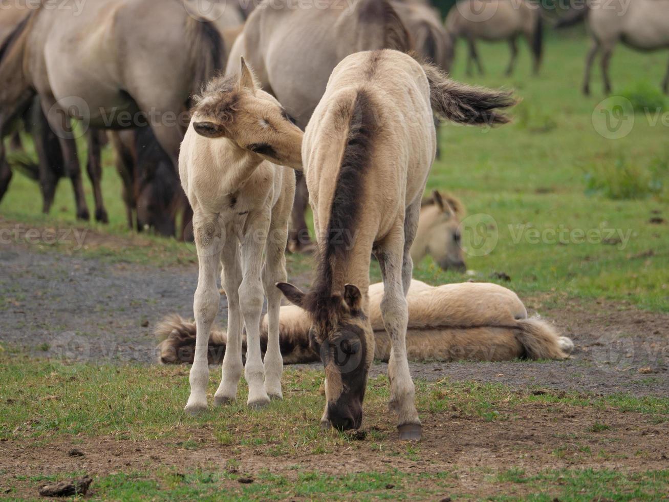 horses and foals in germany photo