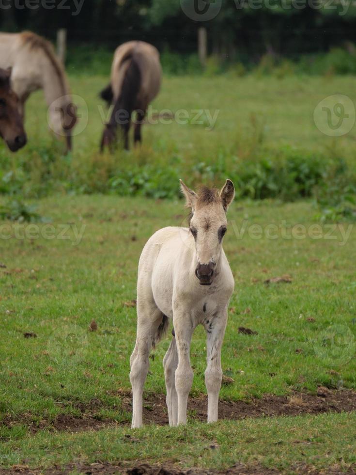 caballos y potros en alemania foto