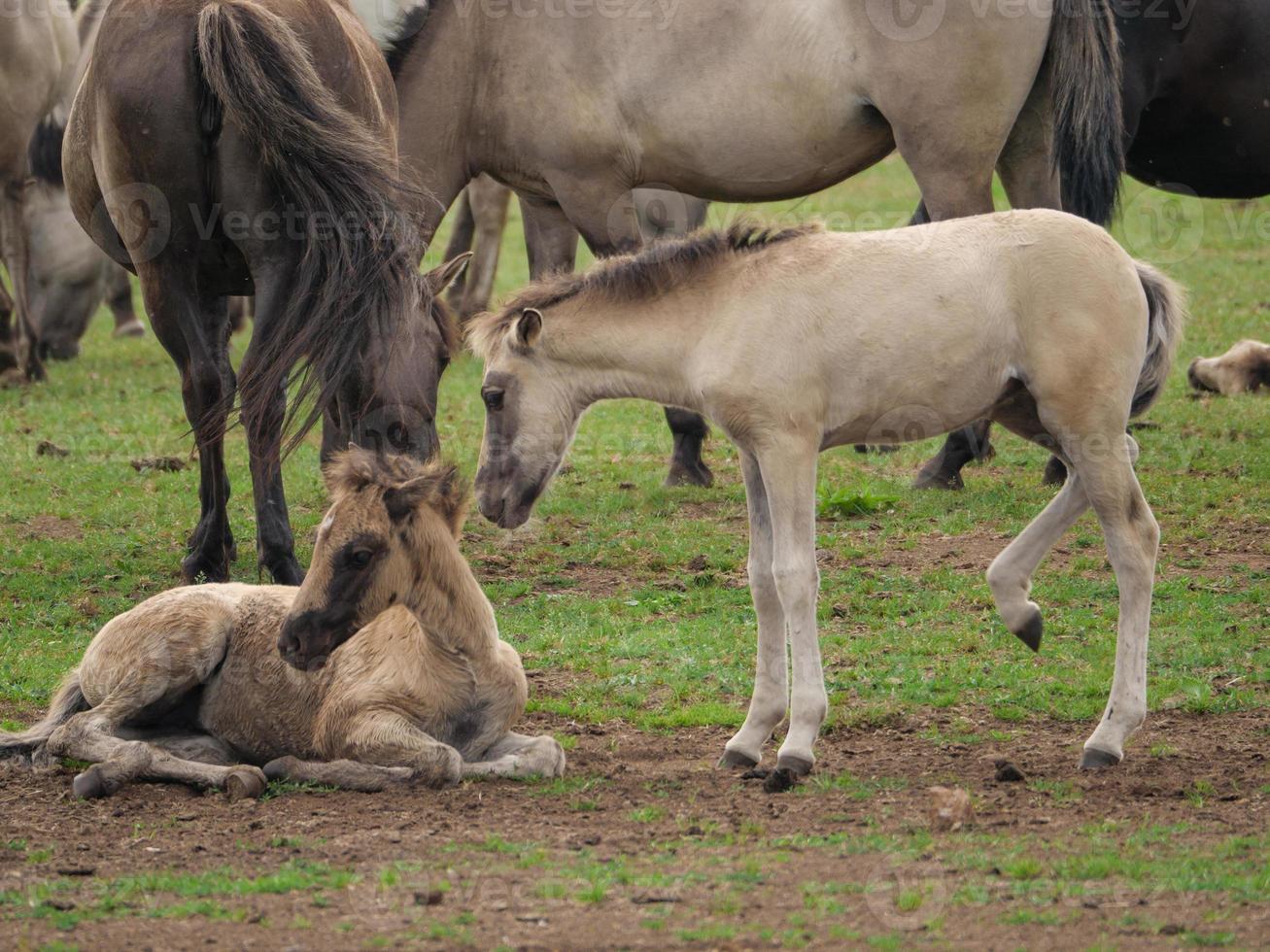 horses and foals in germany photo