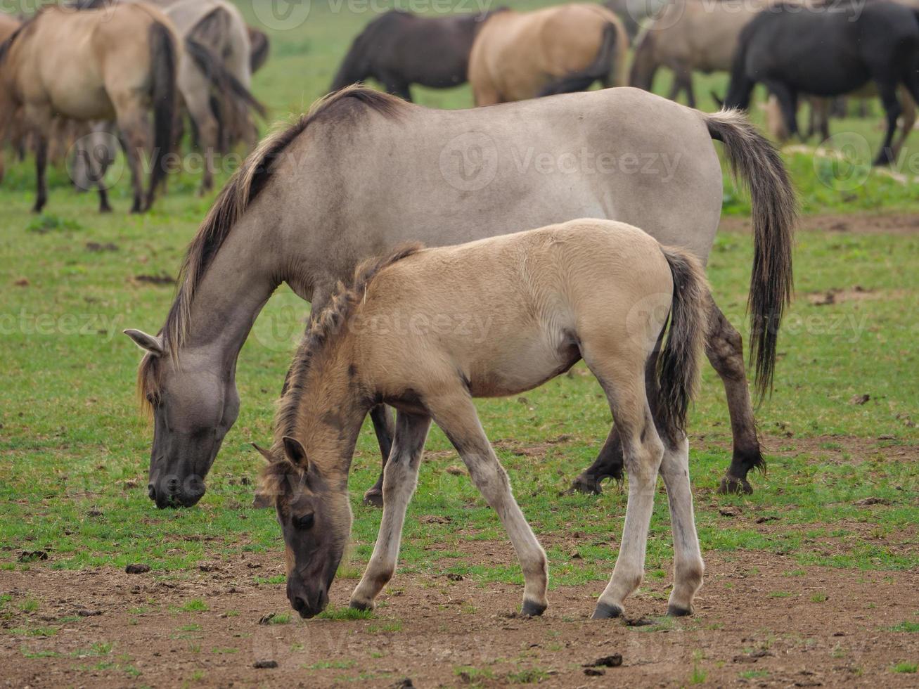 horses and foals in germany photo