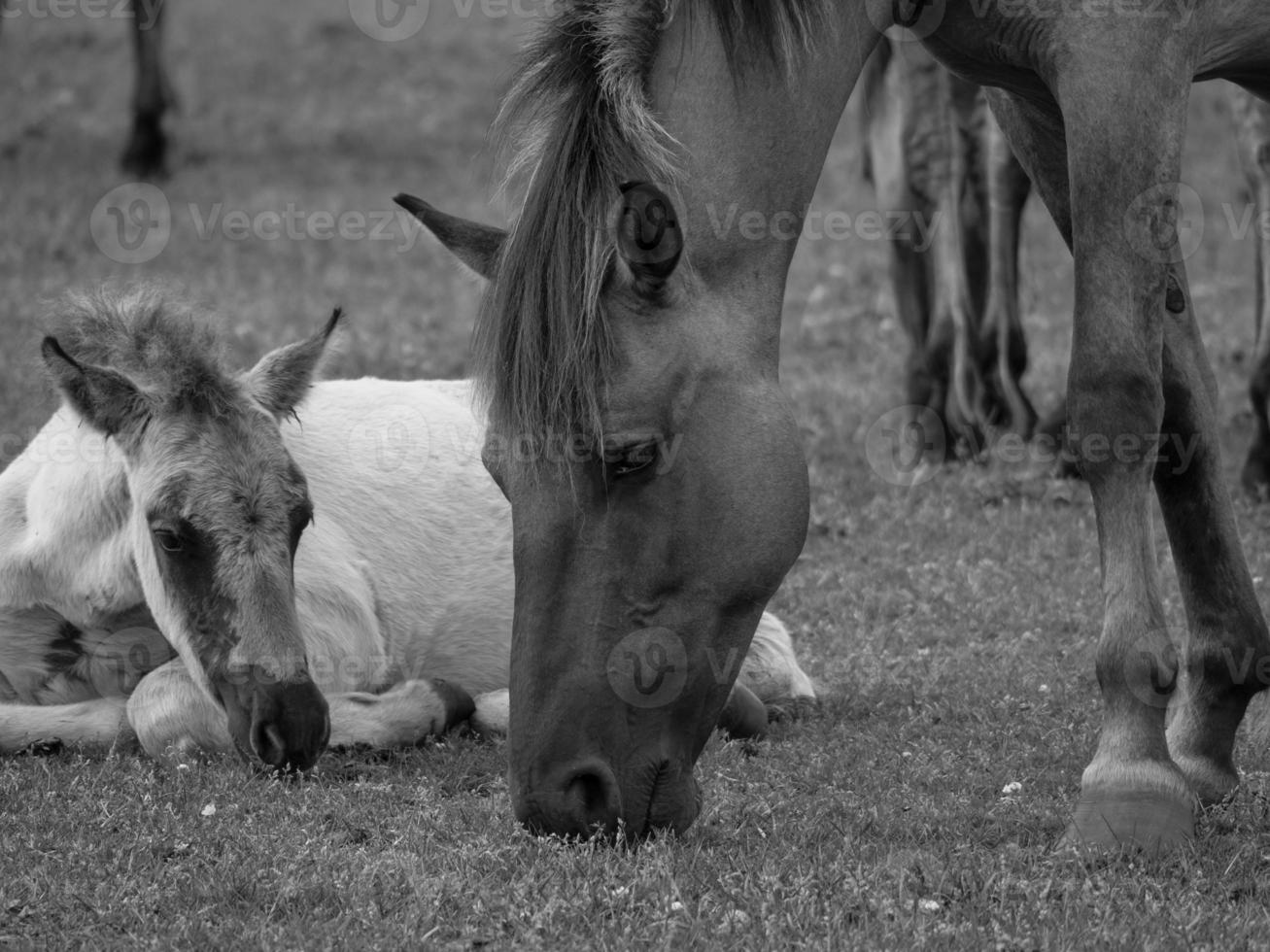 wild horses on a meadow photo