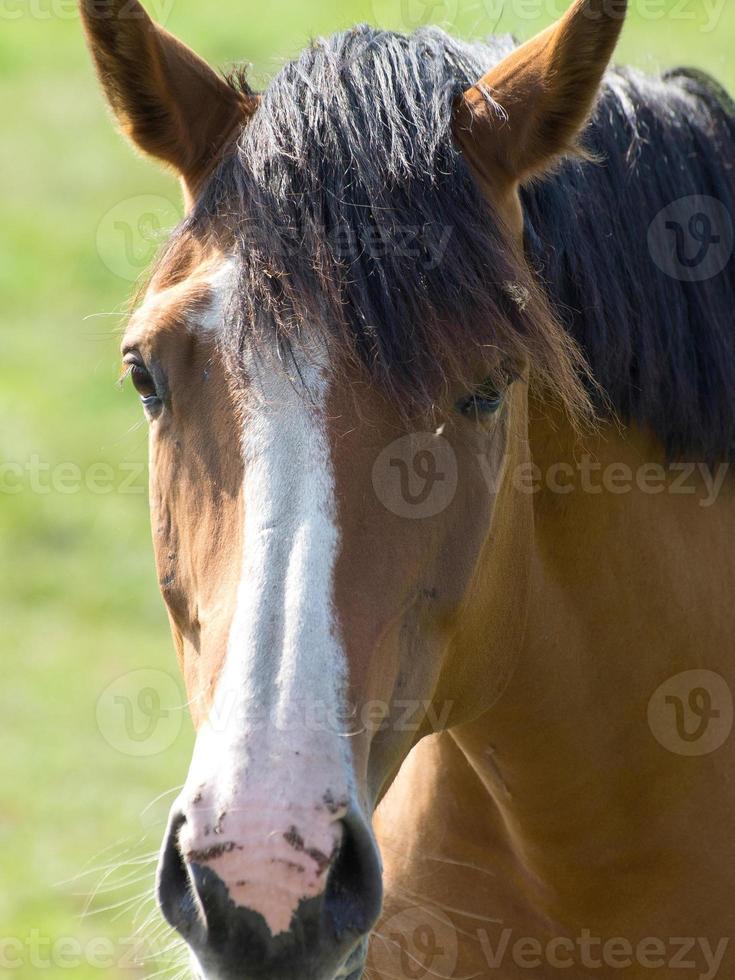 horses on a german meadow photo