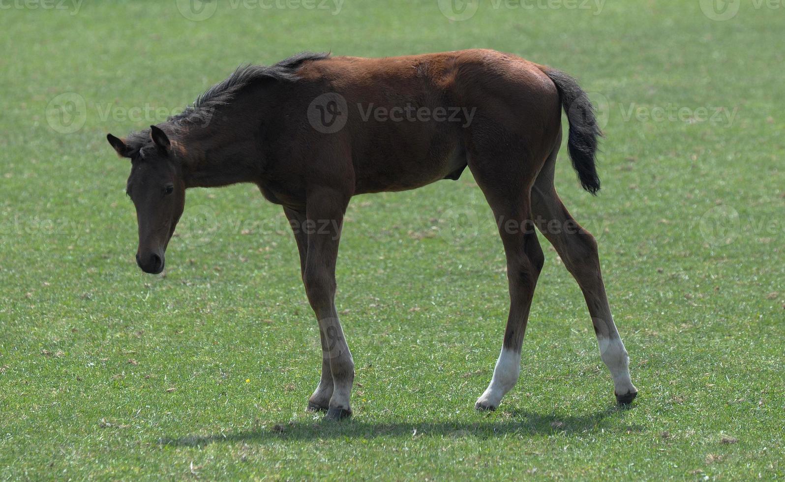 horses on a german meadow photo