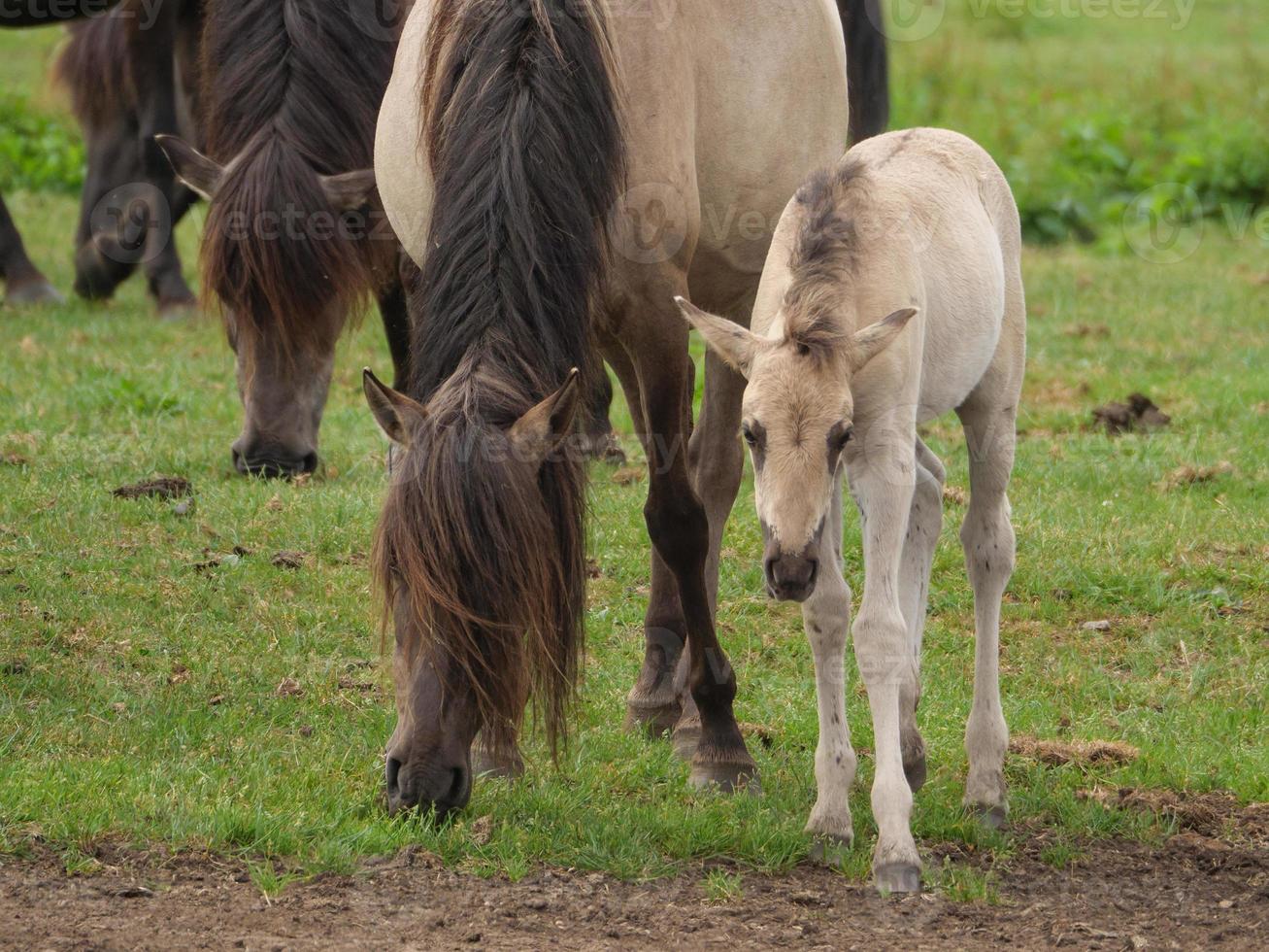 horses and foals in germany photo