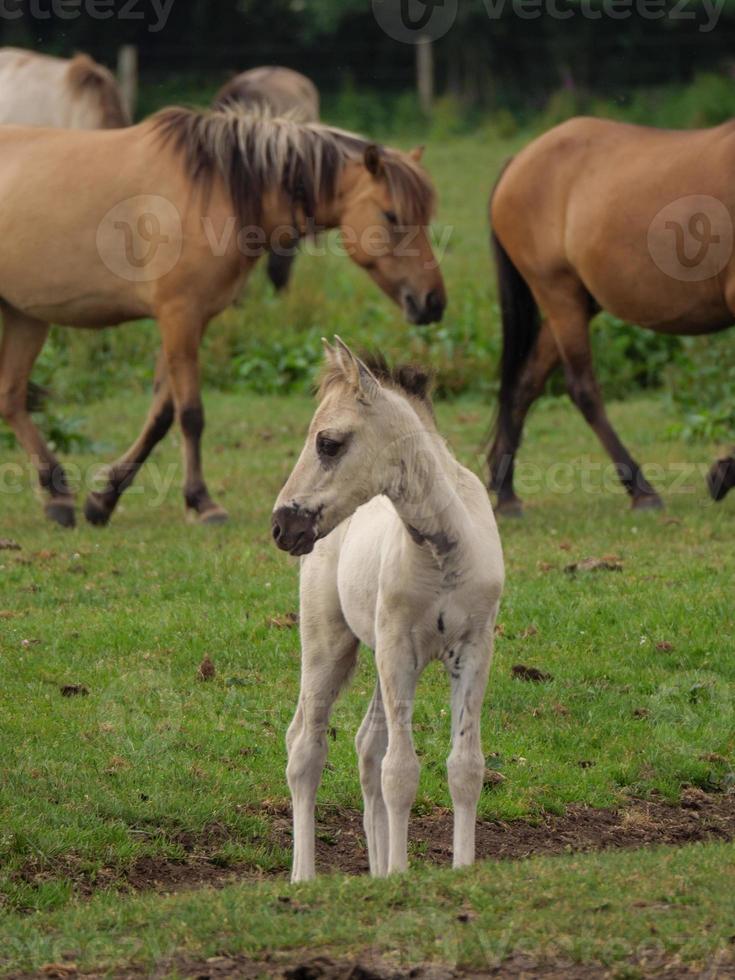 horses and foals in germany photo