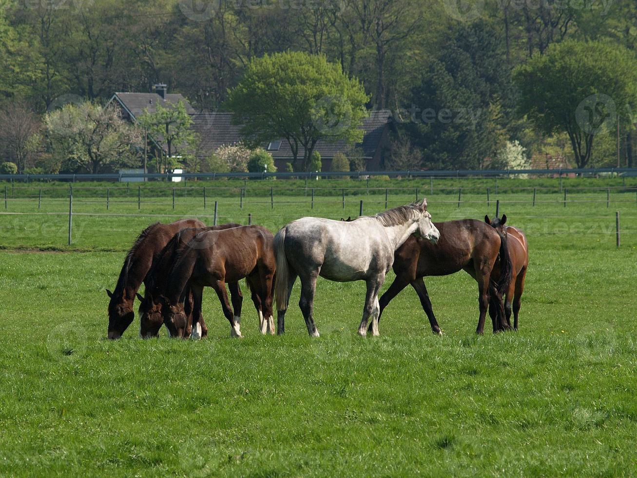 many horses in germany photo