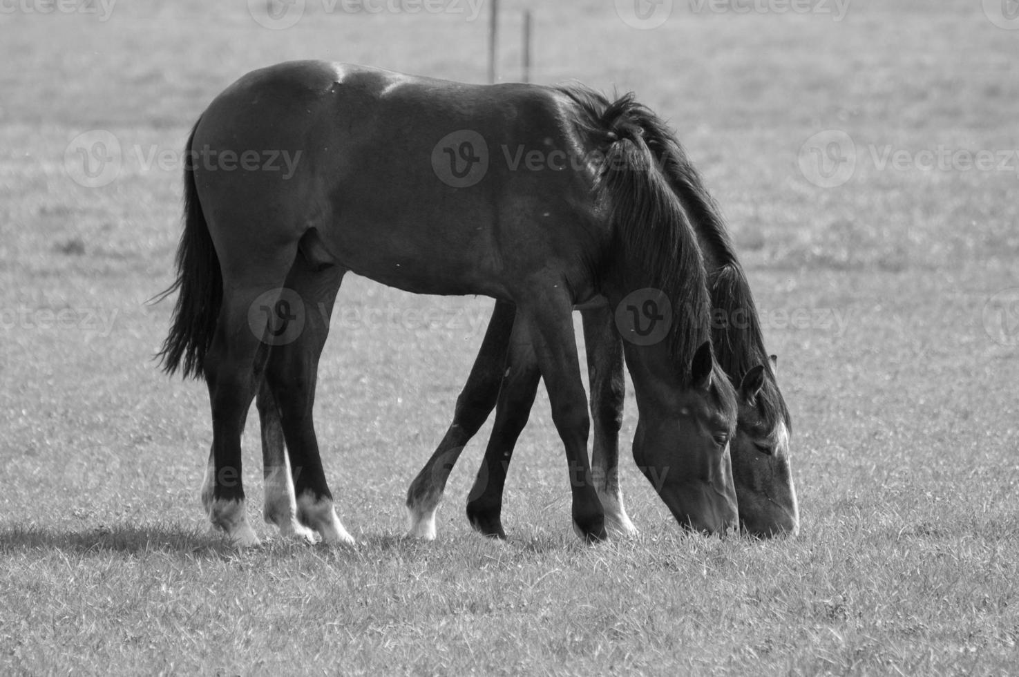 wild horses on a field photo