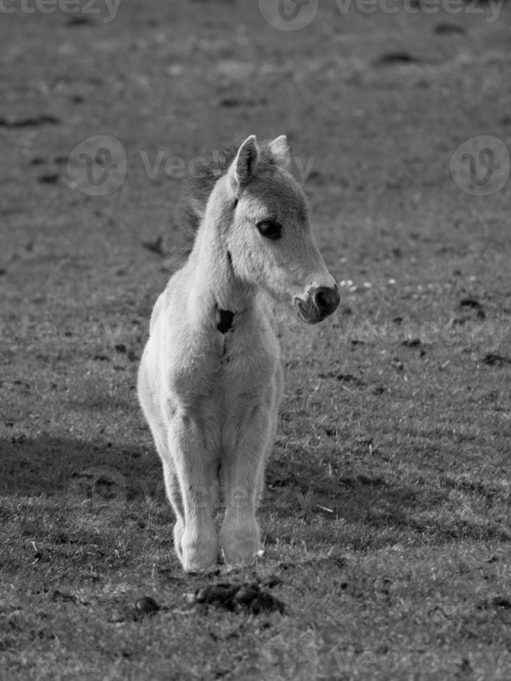 wild horses on a field photo