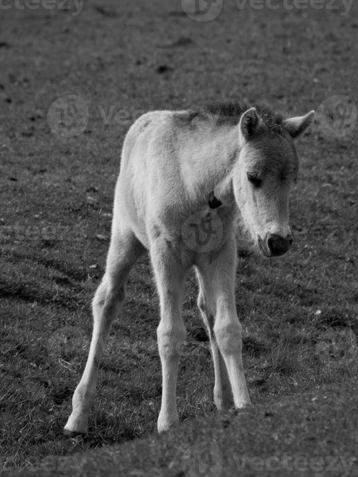 wild horses on a field photo
