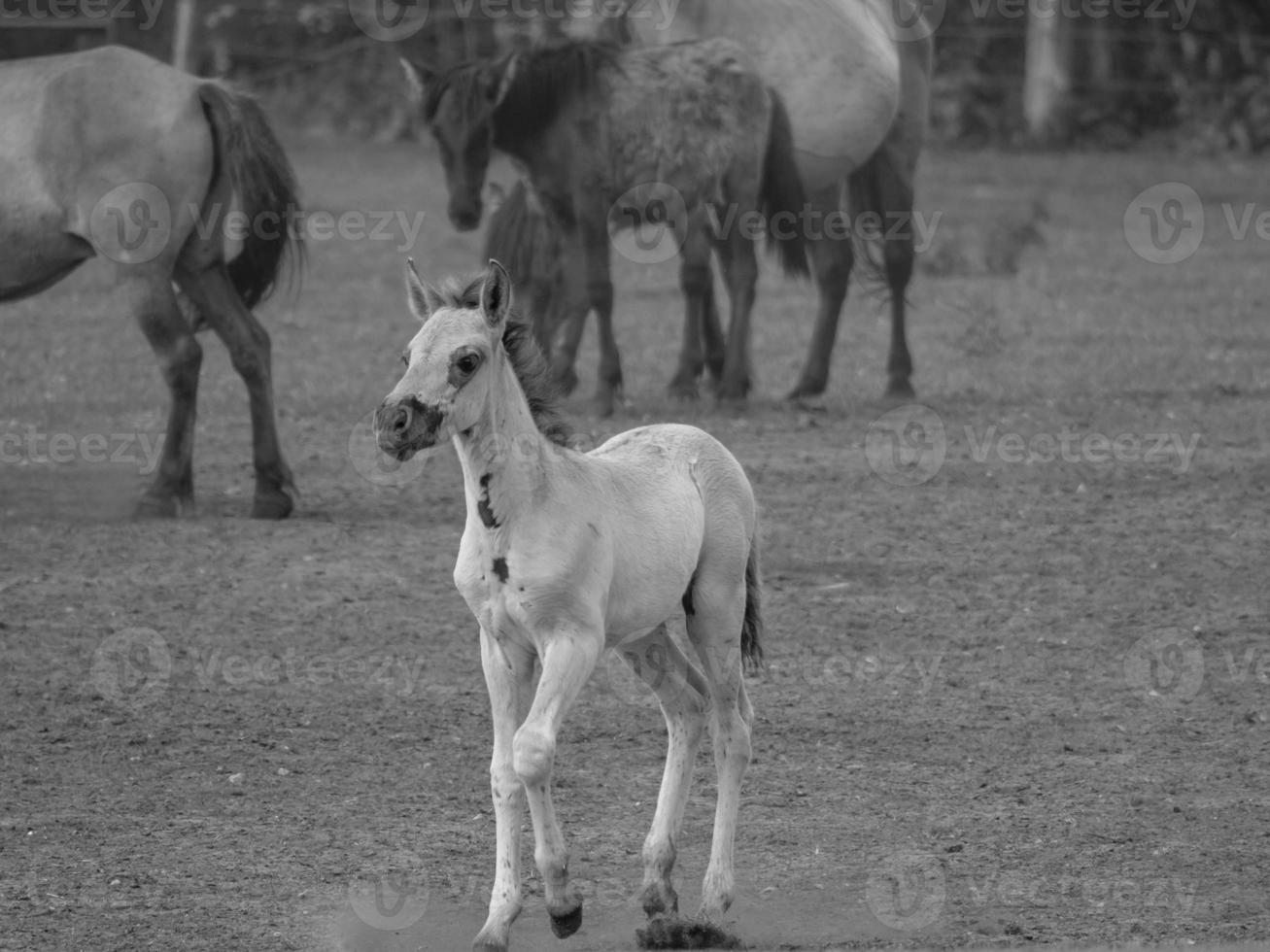 wild horses on a meadow photo