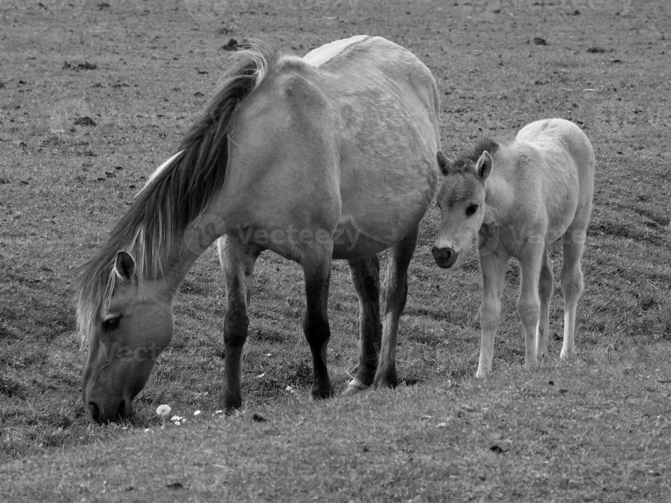 wild horses on a field photo