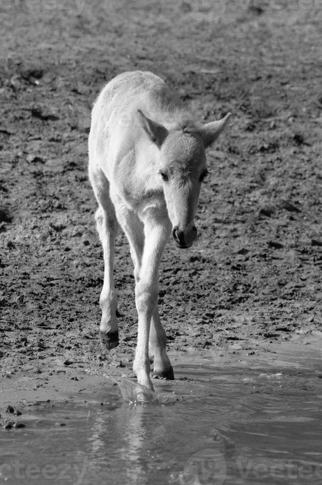 wild horses on a german field photo