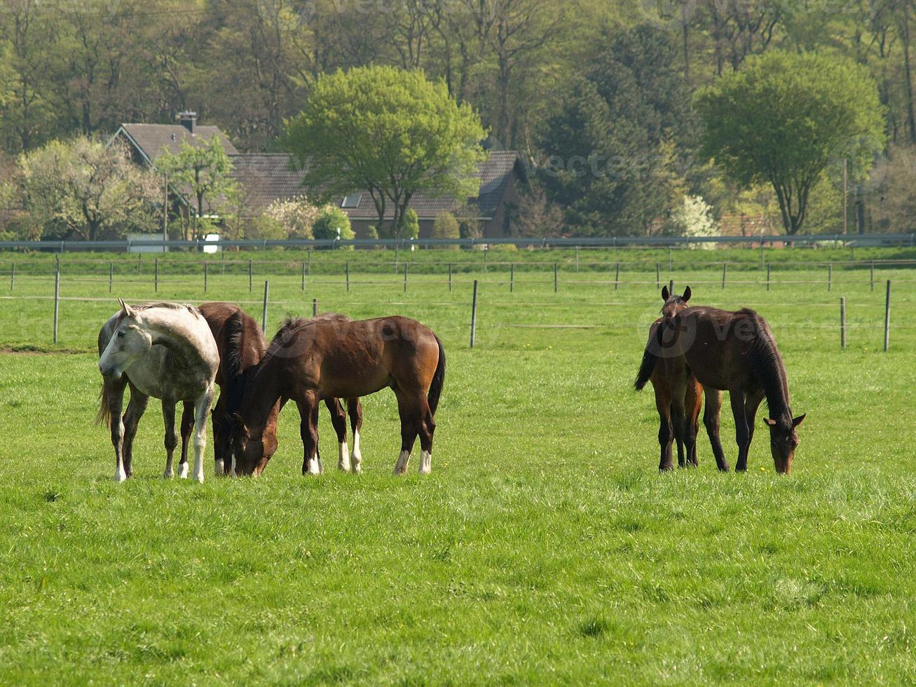 many horses in germany photo