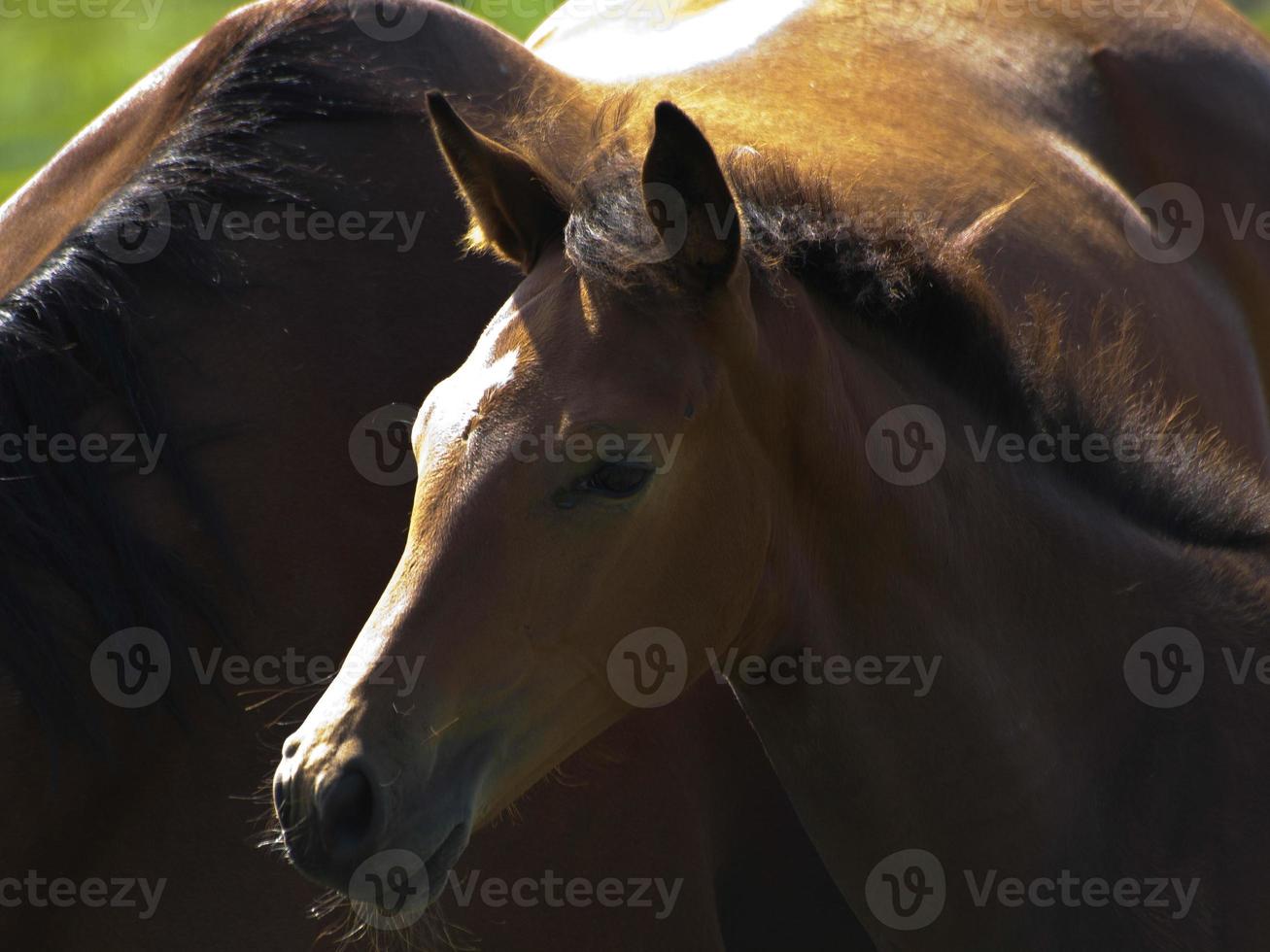 horses on a field in germany photo