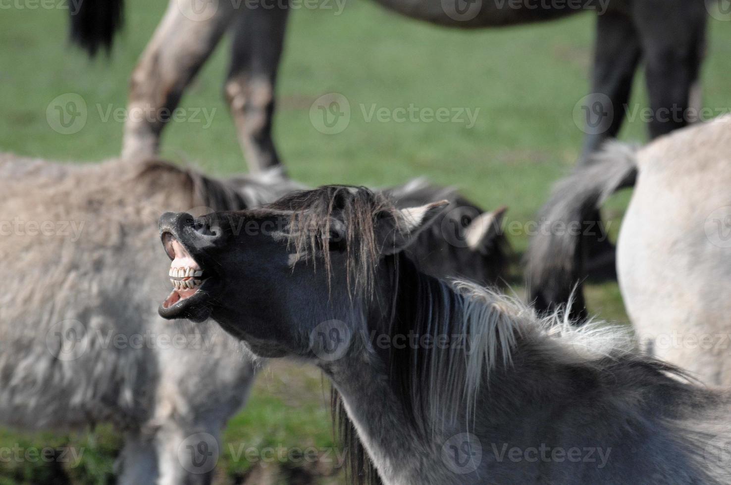 horses on a german meadow photo