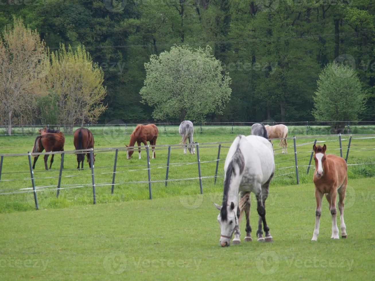 horses on a german meadow photo