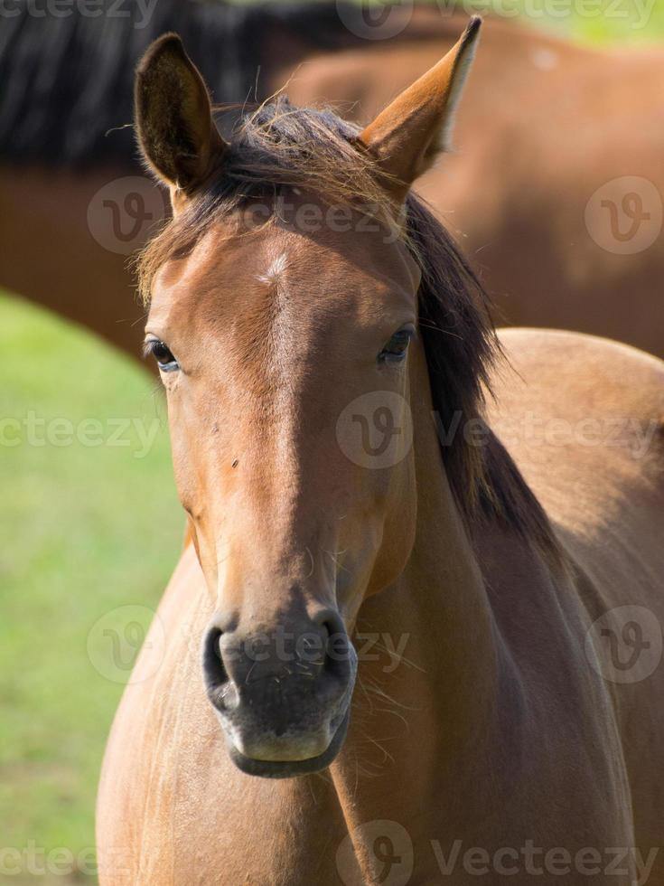 horses on a german meadow photo