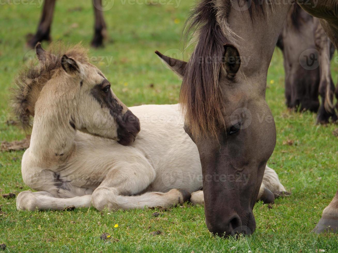 many horses and foals photo
