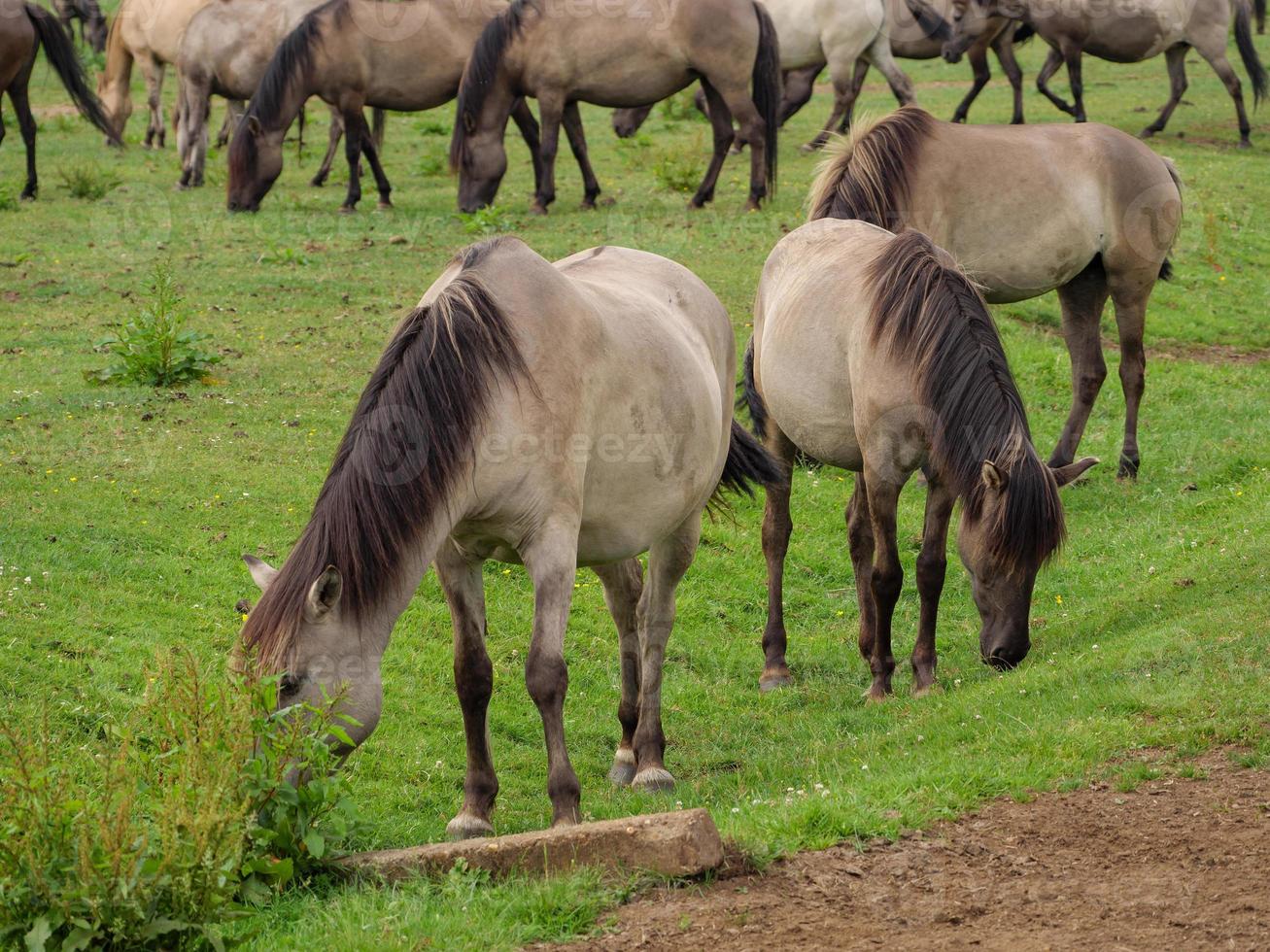 many horses and foals photo