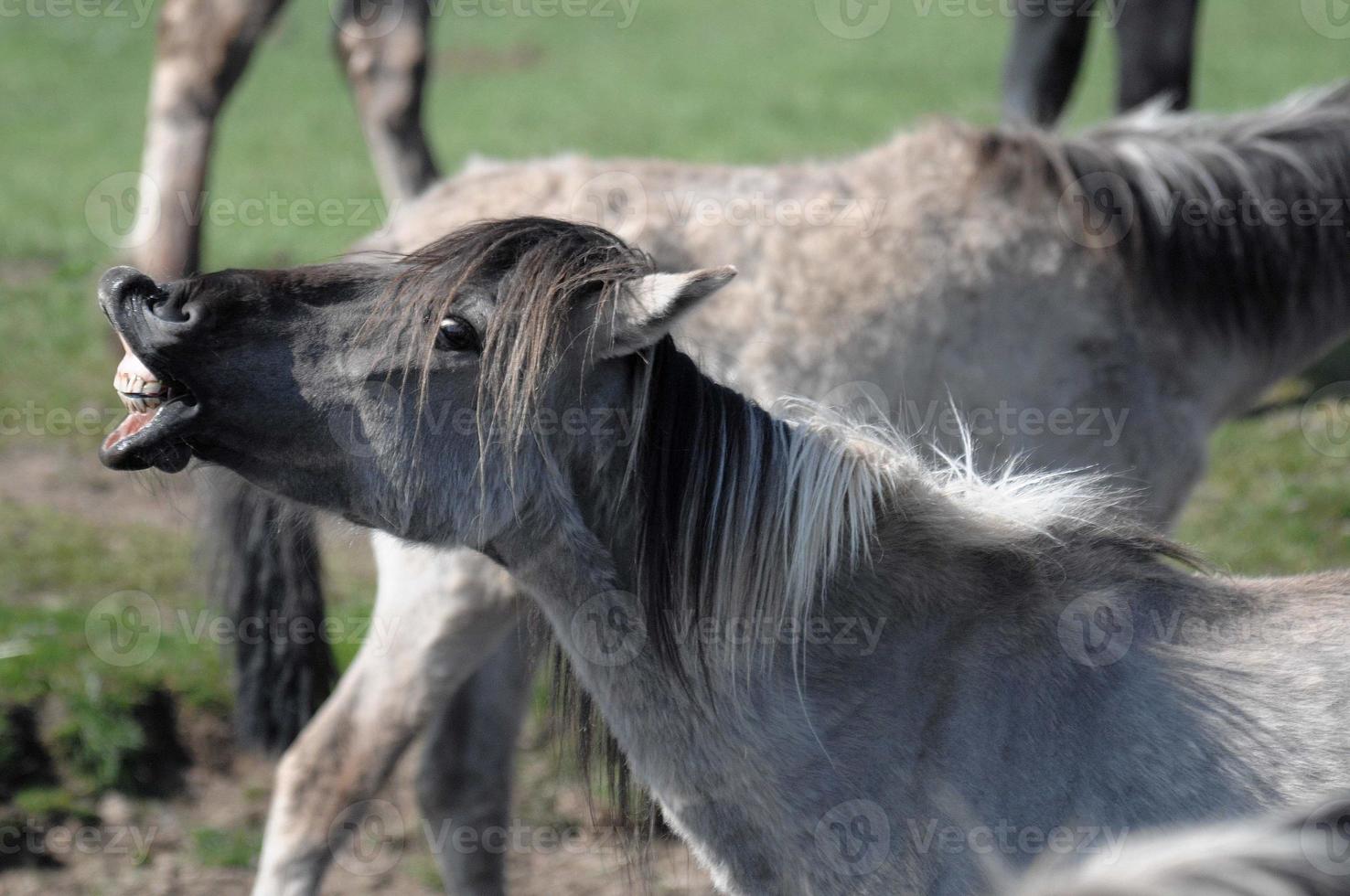 horses on a german meadow photo