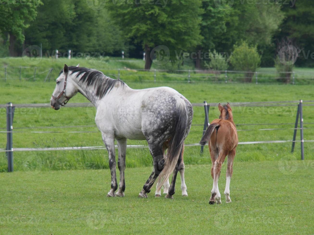 caballos en un prado alemán foto