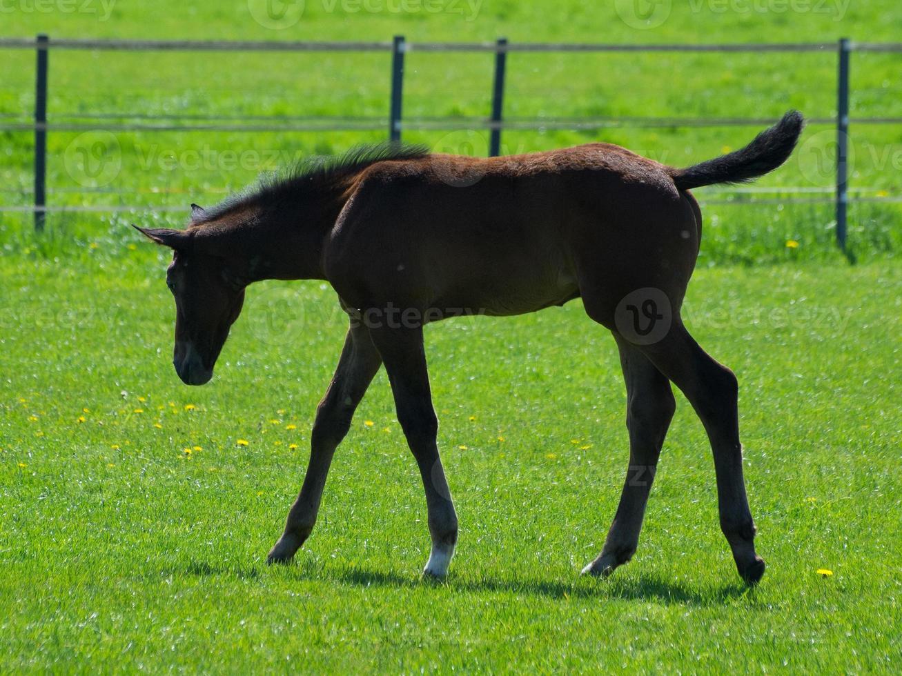 horses in germany photo